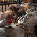 20081011_canterbury_141